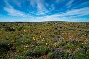 Sublime Prints: Desert wildflower display near Oregon's Owyhee Canyon Overlook in proposed Owyhee Canyonlands National Monument