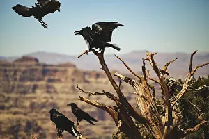Desert Wildlife Prints: Desert Wildlife. Ravens at West Rim Grand Canyon