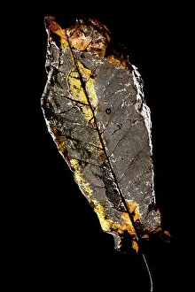 Desiccated leaf skeleton isolated against black background - North Carolina, USA