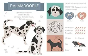 Designer dogs, crossbreed, hybrid mix pooches collection isolated on white. Dalmadoodle flat style clipart infographic. Vector illustration