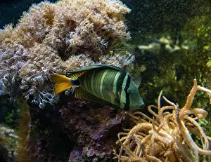 Perciformes Prints: Desjardin´s Sailfin Tang Zebrasoma desjardinii, swimming
