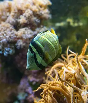 Perciformes Prints: Desjardin´s Sailfin Tang Zebrasoma desjardinii, swimming