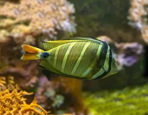 Perciformes Prints: Desjardin´s Sailfin Tang Zebrasoma desjardinii, swimming
