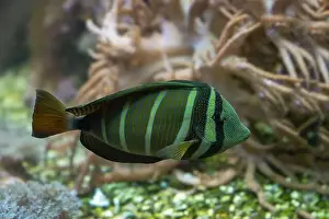 Calming Prints: Desjardin´s Sailfin Tang Zebrasoma desjardinii, swimming