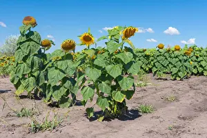 Sunflower Prints: Detached group of sunflowers(like father)