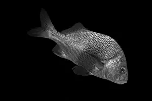 Gill Prints: A detailed black and white image of a fish on a dark background