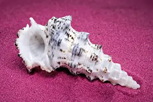 Red Background Prints: Detailed close-up of a Cerithium nodulosum shell with textured patterns