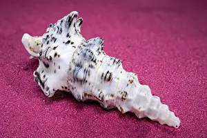 Red Background Prints: Detailed close-up of a Cerithium nodulosum shell with textured patterns