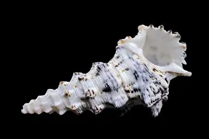 Sea Snail Prints: Detailed close-up of a Cerithium nodulosum shell with textured patterns