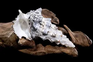 Wooden Surface Prints: Detailed close-up of a Cerithium nodulosum shell with textured patterns