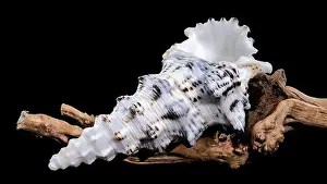 Wooden Surface Prints: Detailed close-up of a Cerithium nodulosum shell with textured patterns