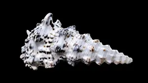 Sea Snail Prints: Detailed close-up of a Cerithium nodulosum shell with textured patterns