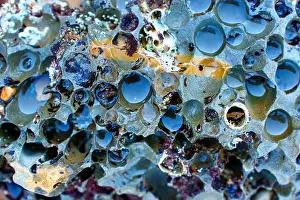 Tide Pools Prints: Detailed close-up of marine life and colorful textures in tide pools at Palos Verdes