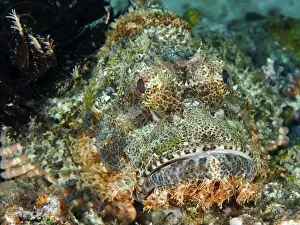 Camouflaging Prints: Detailed close-up of a Papuan scorpionfish (Scorpaenopsis papuensis) blending perfectly into the seabed