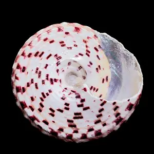 Science Education Prints: Detailed close-up photograph of a Trochus subincarnatus shell