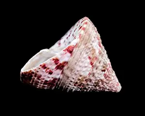 Science Education Prints: Detailed close-up photograph of a Trochus subincarnatus shell