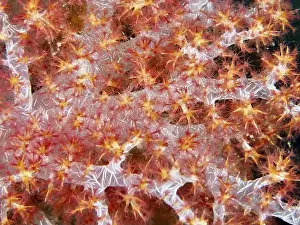 Red Coloured Prints: Detailed close-up of a red tree coral (Dendronephthya) with fine texture