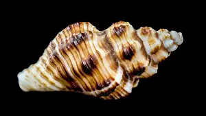 Whorls Prints: A detailed close-up of a striped conch seashell with intricate patterns and a glossy surface