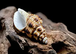 Whorls Prints: A detailed close-up of a striped seashell resting on rough driftwood