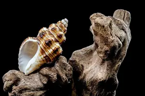 Whorls Prints: A detailed close-up of a striped seashell resting on rough driftwood