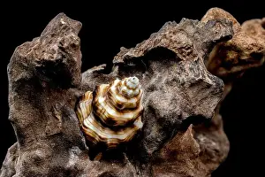 Whorls Prints: A detailed close-up of a striped seashell resting on rough driftwood