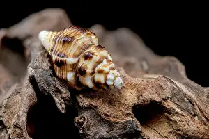 Whorls Prints: A detailed close-up of a striped seashell resting on rough driftwood