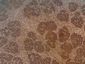 Starfishes Prints: Detailed close-up of the structured surface of a starfish
