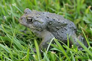 Amphibia Prints: Detailed closeup on an adult Western toad, Anaxyrus or Bufo boreas sitting on the grass