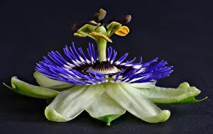 Passion Flower Prints: Detailed colorful flower macro of a single isolated blooming passion flower on black paper background seen
