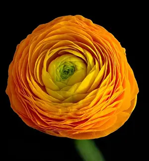 Sun Light Prints: Detailed fine art still life color macro flower top view portrait of an isolated single orange yellow green blooming