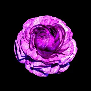 Buttercup Prints: Detailed fine art still life color macro flower top view portrait of an isolated single purple blooming buttercup