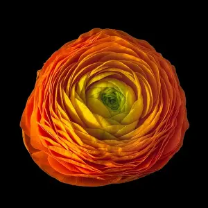 Sun Light Prints: Detailed fine art still life color macro flower top view portrait of an isolated single red yellow green blooming