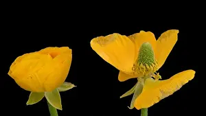Buttercup Prints: Detailed fine art still life color macro flower front view portrait of pair of old