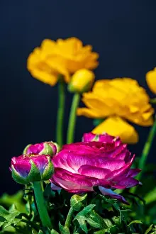 Buttercup Prints: Detailed fine art still life color macro flower front view portrait of a purple