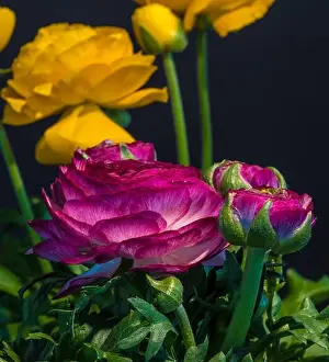 Buttercup Prints: Detailed fine art still life color macro flower front view portrait of a purple