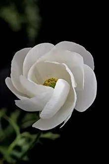 Buttercup Prints: Detailed fine art still life color macro flower front view portrait of a white blooming buttercup blossom with buds