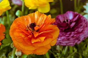 Buttercup Prints: Detailed fine art still life color macro front view portrait of an orange blooming buttercup in a field of colorful