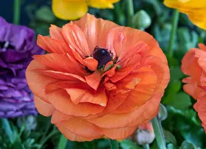 Buttercup Prints: Detailed fine art still life color macro front view portrait of a red blooming buttercup in a field of colorful yellow