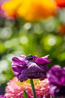Blurry Background Prints: Detailed fine art still life colorful seasonal macro front view portrait of a purple blooming buttercup blossom