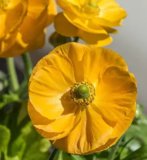 Detailed fine art still life colorful seasonal macro front view portrait of yellow blooming buttercup blossoms with
