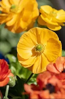 Detailed fine art still life colorful seasonal macro front view portrait of yellow blooming buttercup blossoms with