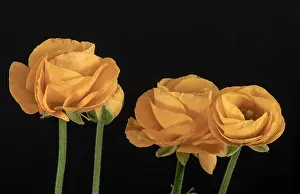 Buttercup Prints: Detailed fine art still life colorful seasonal macro front view portrait of four yellow blooming buttercup blossoms