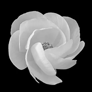 Buttercup Prints: Detailed fine art still life monochrome macro flower front view portrait of a single isolated white blooming buttercup