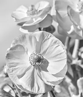 Blurry Background Prints: Detailed fine art still life monochrome seasonal macro front view portrait of blooming buttercup blossoms with leaves