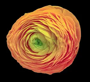 Sun Light Prints: Detailed fine art still life pastel color macro flower top view portrait of an isolated single orange yellow green