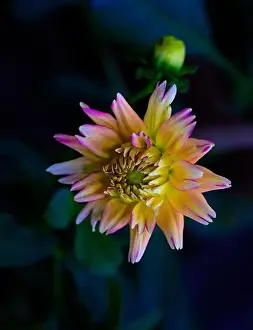 Dahlia Prints: Detailed floral still life fine art macro portrait of a single isolated orange pink dahlia on black background with