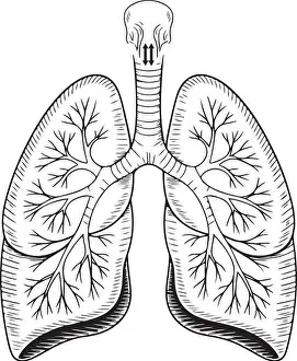 Detailed Human Lungs Illustration – Respiratory System Anatomy Diagram