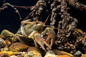 Temperate Prints: A detailed image capturing a European freshwater crayfish