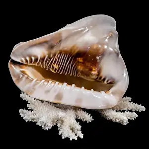White Sea Prints: A detailed King Helmet Shell resting on a white coral