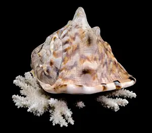 White Sea Prints: A detailed King Helmet Shell resting on a white coral